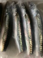 Fishing bait sea for sale  CAMBORNE
