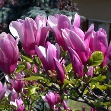 Magnolia susan fragrant for sale  KING'S LYNN