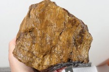 Parker petrified fossil for sale  Polson