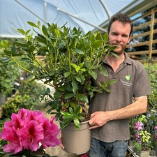 Rhododendron sneezy pink for sale  HARLOW