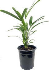 Lady palm live for sale  USA