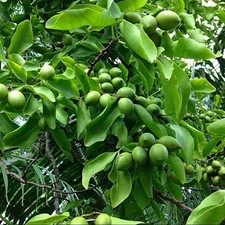 Organic spanish lime for sale  Palm Bay