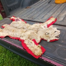Vintage bobcat full for sale  Delaware
