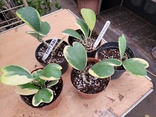 Hoya kerrii albo for sale  WEMBLEY