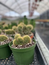 Brain cactus mammillaria for sale  Apopka