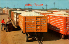 Vintage postcard cotton for sale  Wichita Falls