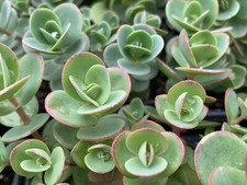 Sedum lime zinger for sale  SCUNTHORPE