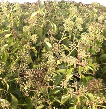 Immergrüner efeu strauch gebraucht kaufen Immergrüner efeu strauch gebraucht kaufen  Uplengen