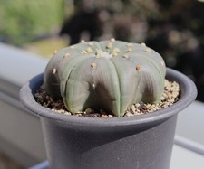Astrophytum asterias 7cm gebraucht kaufen  Freiberg