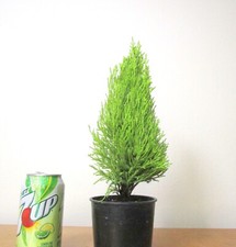 Dwarf monterey cypress for sale  Garden Grove