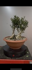 Pre bonsai olivastro usato  Reggello