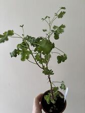 Scented pelargonium ardwick for sale  PEACEHAVEN