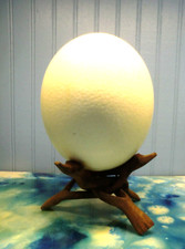 Authentic hollowed ostrich for sale  Kanawha Head