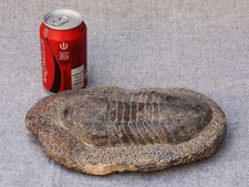 Large moroccan devonian for sale Large moroccan devonian for sale  WINCHESTER