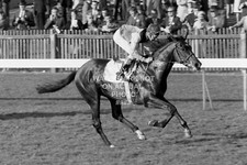 1970 nijinsky lester for sale  LEEDS