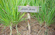 Citronnelle herbe citronnée d'occasion Citronnelle herbe citronnée d'occasion  Expédié en France