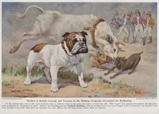 Bulldog english custom for sale  Tampa