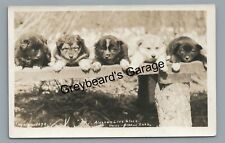 Rppc malamute dog for sale  Mechanicsburg