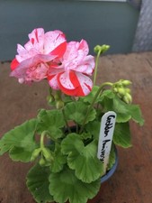 Pelargonium geranium fancy for sale  NORTHWICH