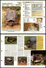 Snapping terrapin reptiles for sale  SLEAFORD