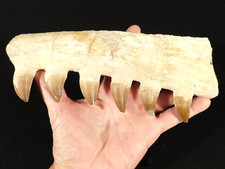 Big mosasaurus jaw for sale  Salt Lake City
