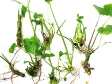 Japanese wasabi plantlets for sale  Lummi Island