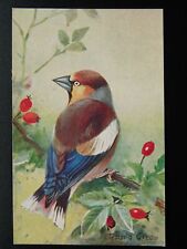 Birds hawfinch c1919 for sale  UK