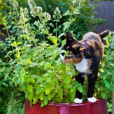 Catnip plant nepeta for sale  BURTON-ON-TRENT