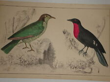ESTAMPADO CUVIER DE FERREIRO C1850 ARAPONGA VERMELHO PEITO CORVO comprar usado  Enviando para Brazil