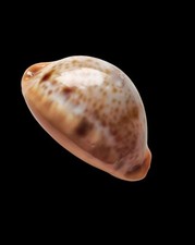 Shell conchiglia cypraea usato  Forano
