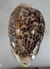 Top pantherina cypraea usato  Italia