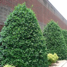 Nellie stevens holly for sale  Pelzer