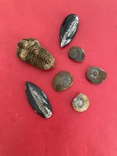Lot fossiles trilobite d'occasion  Pézenas
