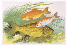 Golden carp goldfish for sale  DEREHAM