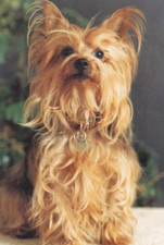 Yorkshire terrier yorky usato  Spedire a Italy