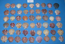 Tiny calico scallop for sale  Mogadore
