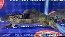 Mokele mbembe bichir for sale  Livingston