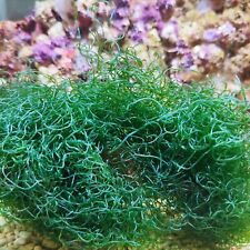 Algae chaetomorpha cheato for sale  Shipping to Ireland