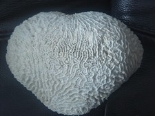 Brain coral specimen for sale  DONCASTER