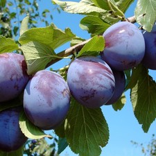 Pflaumenbaum hanita zwetschenb gebraucht kaufen  Quakenbrück