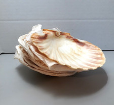 Lot scallop shells for sale  Fort Ann