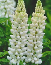 Lupine noble maiden gebraucht kaufen  Petersberg, Wettin-Löbejün