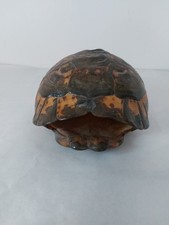 Carapace ancienne naturalisée d'occasion  Bordeaux-