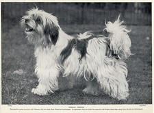 Tibetan terrier lovely for sale  COLEFORD