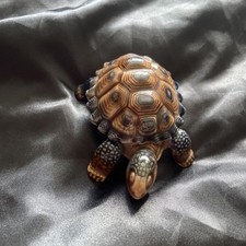 Wade turtle tortoise for sale  ROCHESTER