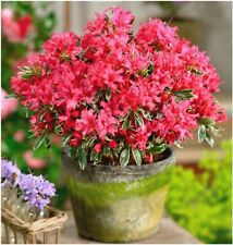 Azalea japonica sliver for sale  NORTHWICH
