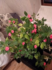 Impatiens goutte sang d'occasion  Vendôme