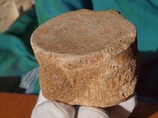Fossilized mosasaurus dinosaur for sale  Tucson