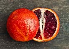 Blood orange seeds for sale  Spring City