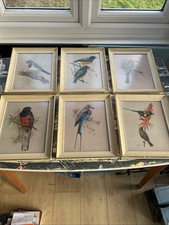 Rena fennessy bird for sale  CROMER